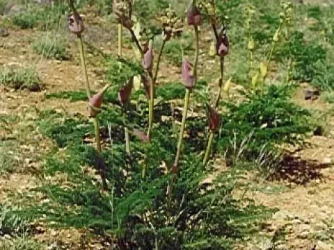 Ferula negevensis
