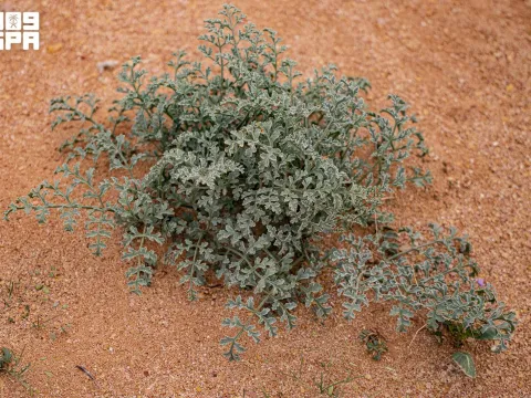 Ferula rutbaensis