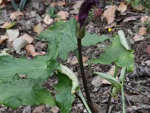 Arum rupicola