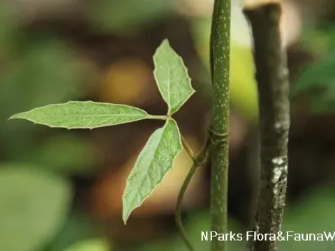 Pterisanthes