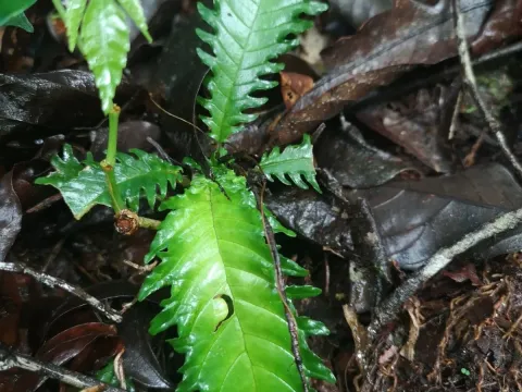 Ridleyandra