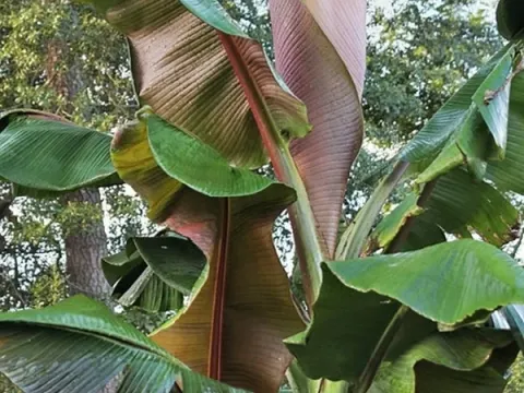 Musa thomsonii
