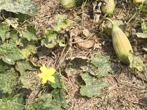Luffa