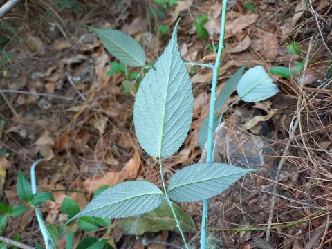 Himalayan Raspberry