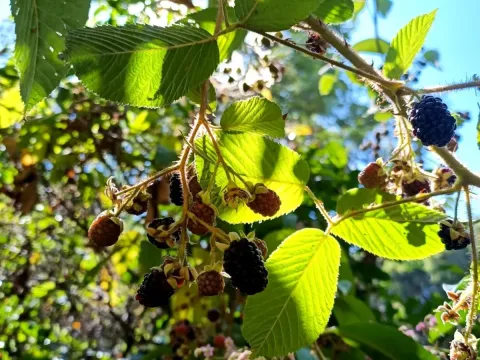 Rubus adenotrichos