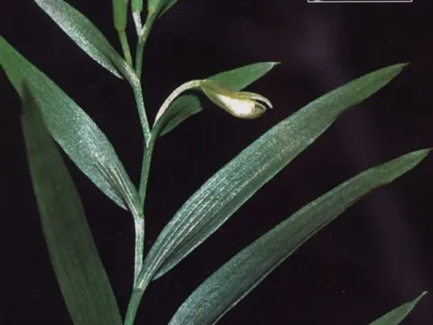 Xerorchis