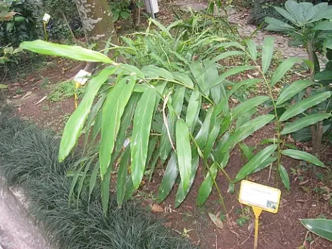 Wurfbainia