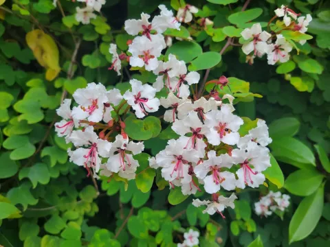 Bauhinia