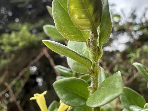 Cestrum buxifolium