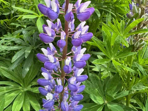 Люпин