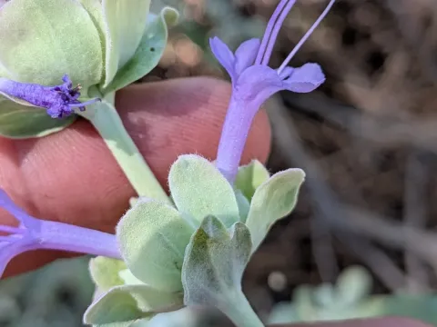 Salvia pachyphylla