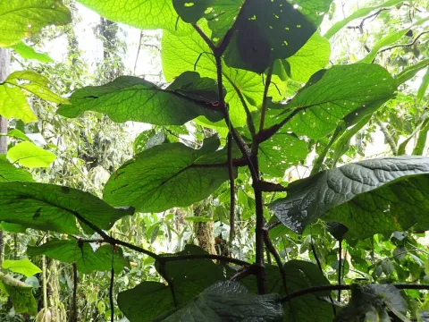 Imperial pepper