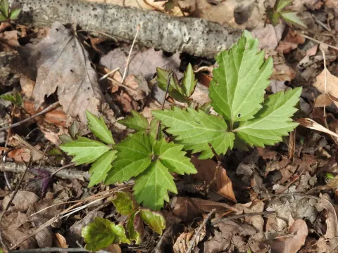 Cardamine diphylla