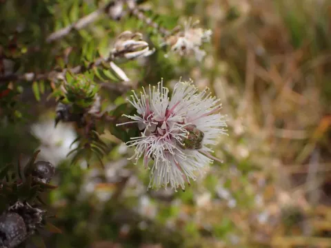Scaly-bark honey-myrtle
