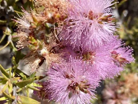 Striated Honey Myrtle