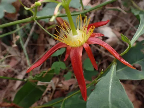 Crimson passion flower