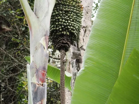 Musa ingens