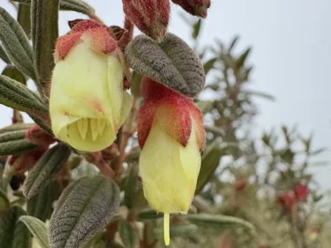 Brachyotum