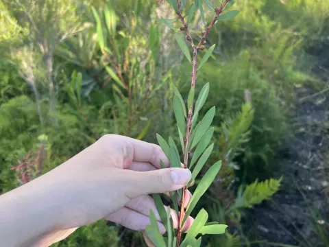 Melaleuca pachyphylla