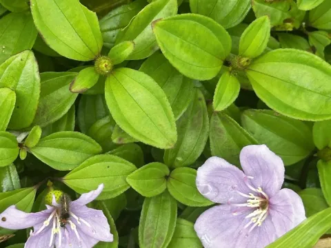 Melastoma dodecandrum