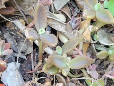 Lenophyllum