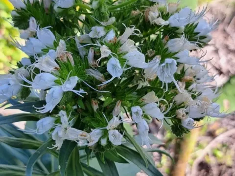 Giant Viper's Bugloss