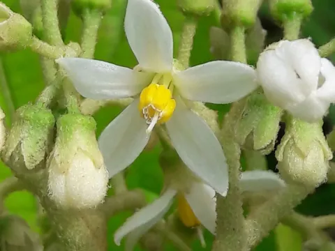 Solanum rugosum