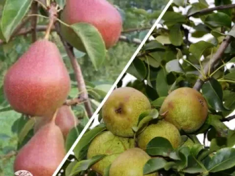 Pear hybrids