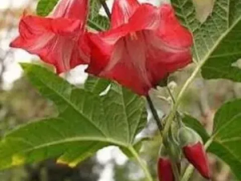 Ipomoea bullata