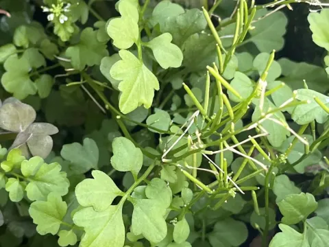 Cardamine occulta