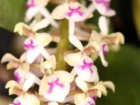 Saccolabiopsis
