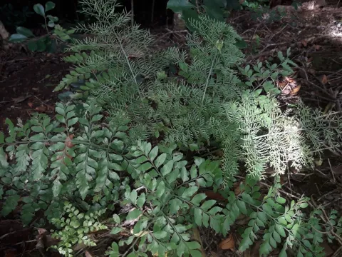 Norfolk Island spleenwort