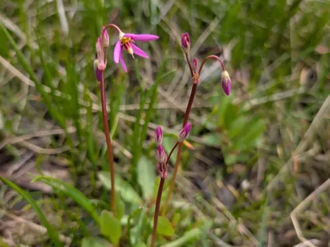 Primula pauciflora