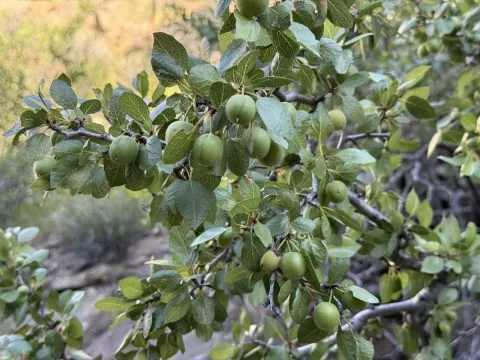Fremont's desert plum