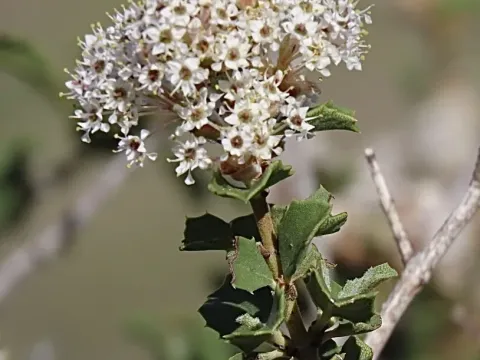 Ceanothus perplexans