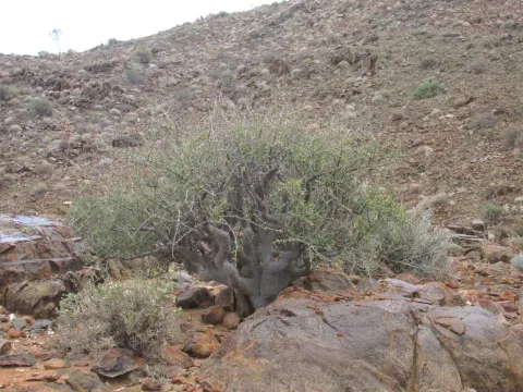 Commiphora capensis