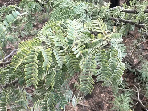 Neltuma