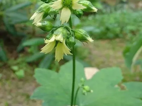 Peltoboykinia