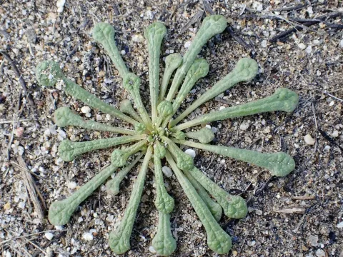 Calyptridium