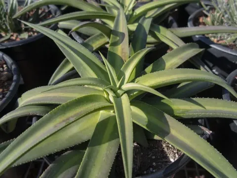 Agave nizandensis