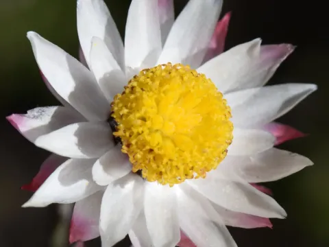 Achyranthemum