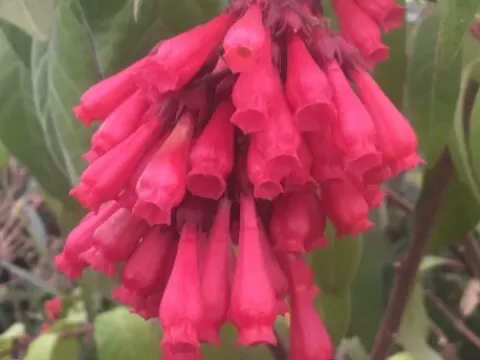 Pink Cestrum