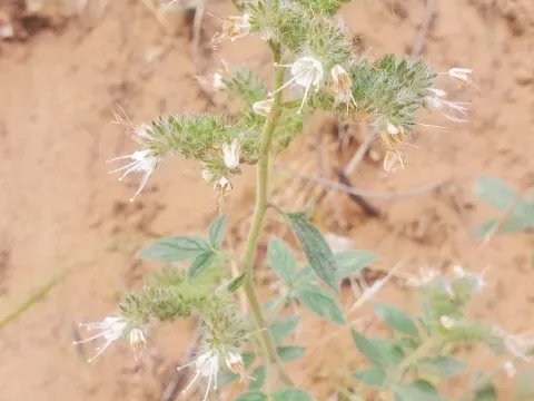 Phacelia heterophylla