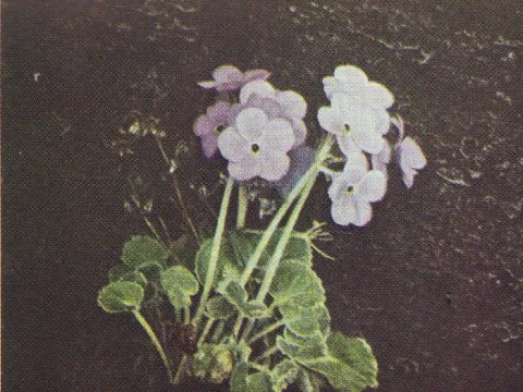 Primula latisecta