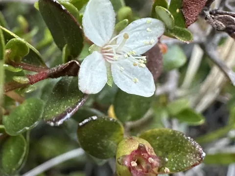 Myrteola