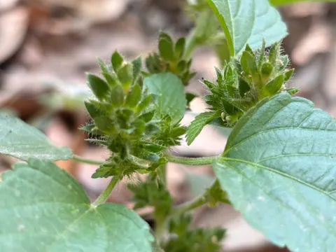 Acalypha infesta
