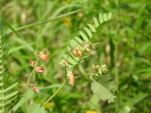 Aeschynomene ciliata
