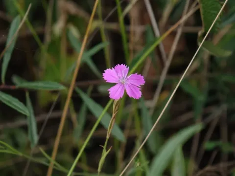 Bicolor pink