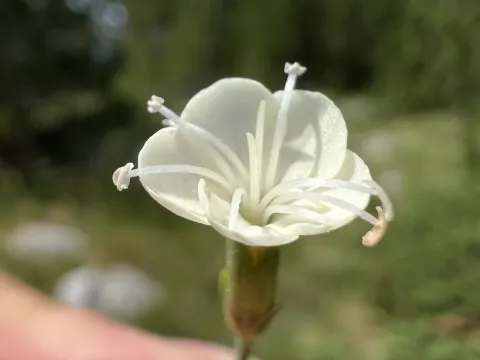 Гвоздика цельная
