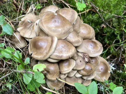 Lyophyllum